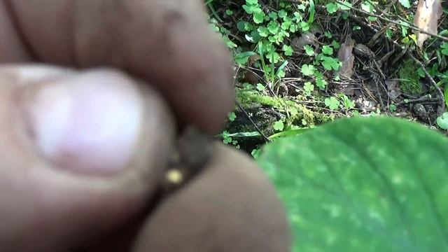 Самородок нашёл металлоискателем!!! Вот это подфартило!!! смотреть онлайн