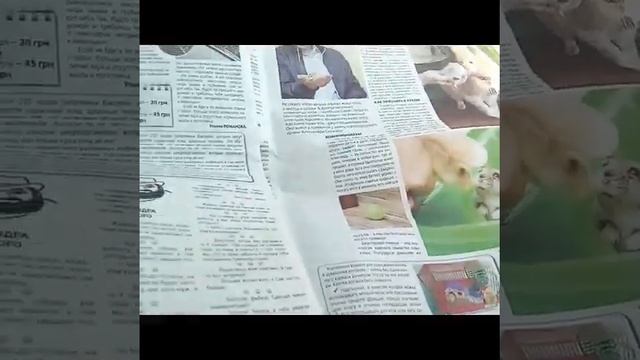 Выход на природу. Завтрак на траве. Собака радуется. смотреть онлайн