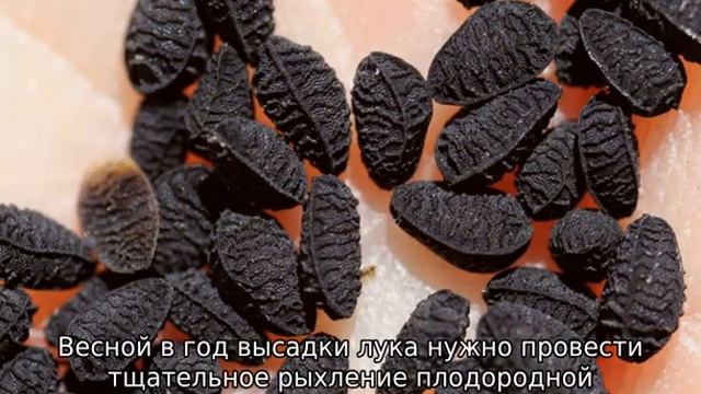 Лук Чернушка — выращивание из семян