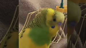 Волнистый попугайчик болтает