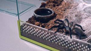 Паук птицеед Моноцентропус Балфори (Monocentropus balfouri)