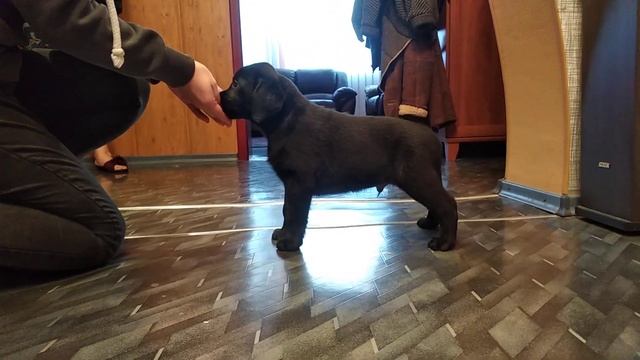 Щенок Лабрадора. Мальчик, 7 недель. смотреть онлайн