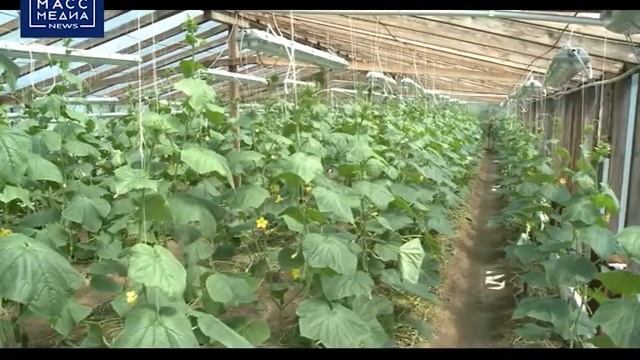 НА КАМЧАТКЕ ПОСТРОЯТ КРУГЛОГОДИЧНУЮ ТЕПЛИЦУ смотреть онлайн