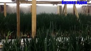 ВЫРАЩИВАНИЕ ЗЕЛЕНОГО ЛУКА НА ПЕРО КАК БИЗНЕС ИДЕЯ.БИЗНЕС ИДЕЯ №2