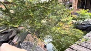 ВОПРОС-ОТВЕТ: КЛЕН “EMERALD LACE”, ГОРТЕНЗИИ, КАК ПРАВИЛЬНО ПОДОБРАТЬ РАСТЕНИЯ ДЛЯ СВОЕГО УЧАСТКА?