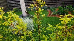 Форзиция промежуточная (Forsythia intermedia) Golden Times