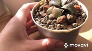 Вариегатные Хавортии в моей коллекции…Haworthies…