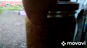 Лисички в автоклаве