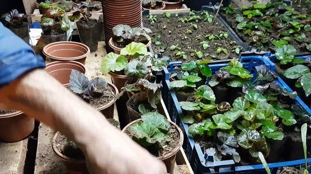 БЕГОНИЯ КЛУБНЕВАЯ посадка и уход. видео.