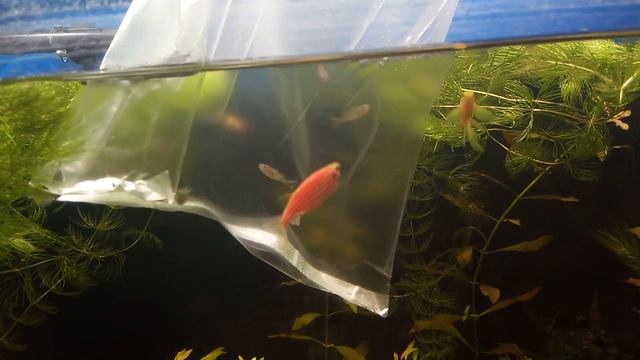 Попондетта фурката начало 21.04 смотреть онлайн