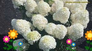 Гортензия метельчатая Саммер Сноу. Краткий обзор, описание hydrangea paniculata Summer Snow
