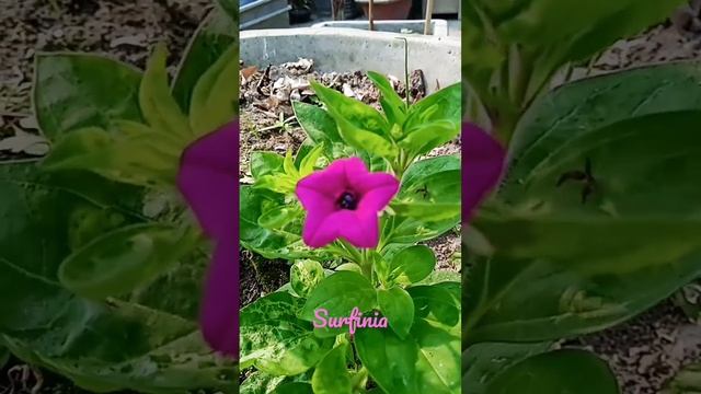 Surfinia, the world's best petunias @momsroofgarden