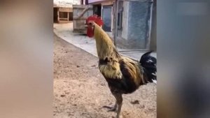 Приколы с котами! С ОЗВУЧКОЙ! СМЕШНЫЕ КОТЫ И СОБАКИ! Самы смешные животные