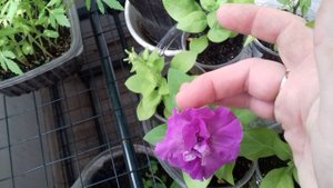 Вот и плоды у томата "Балконное чудо "