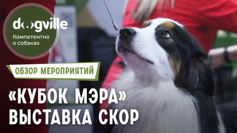 Международная выставка СКОР - Обзор выставки собак