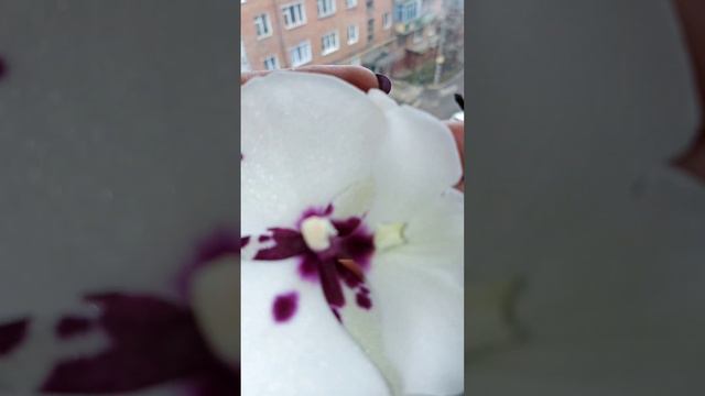 огляд орхідей 🧐🧐🙈😁 смотреть онлайн