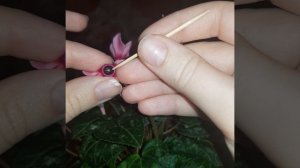 Размножение цикламена. Опыление в домашних условиях#мой опыт