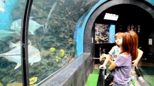 Phuket Aquarium HD