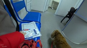 Как вывезти собаку в Израиль: мой опыт