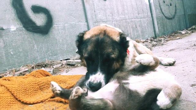 Щенки (Алабай) 2 месяца смотреть онлайн