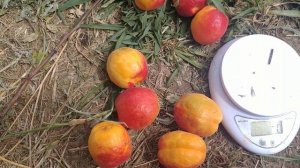 Абрикос Кулгат (apricot Koolgat). Первый урожай красивых, вкусных и качественных плодов.