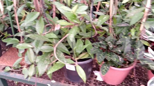 Visitando Uma Grande Floricultura Em Goiânia/ Confira Os Preços смотреть онлайн