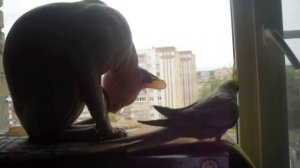 РЖАКА - попугай и лысый кот Сфинкс - ЭТО ЛЮБОВЬ