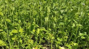 Лучшие Сидераты для компостной кучи - Горчица и Масличная Редька / Компостная яма своими руками