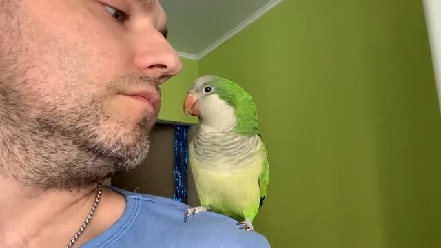 КИВИ-ПТИЧКА. Попугай монах-калита (квакер) смотреть онлайн