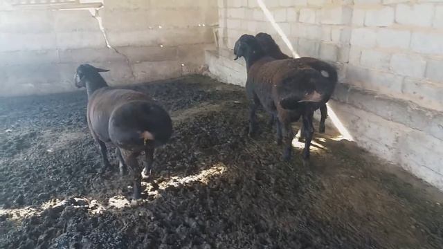 Гиссарские бараны на продажу 87756306660 смотреть онлайн