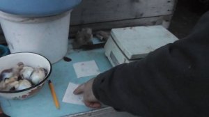 Теплая подстилка в курятнике. Подготовка.