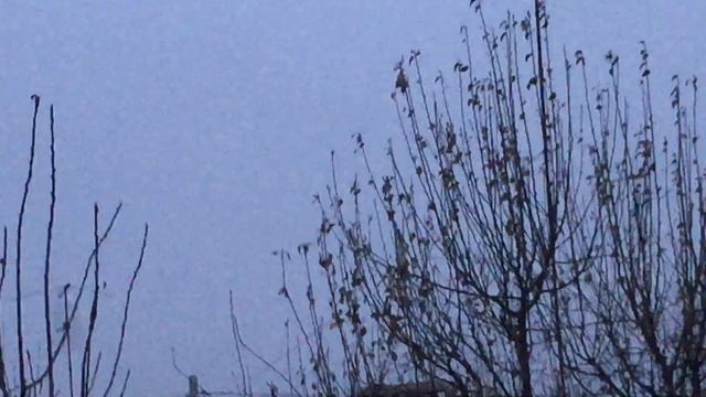 #Pigeons.Больных голубей необходимо убрать чтобы здоровых не заразить! смотреть онлайн