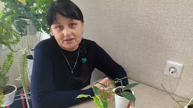 #Мои_комнатные_растения_2021 // Цветут_мои_хойи