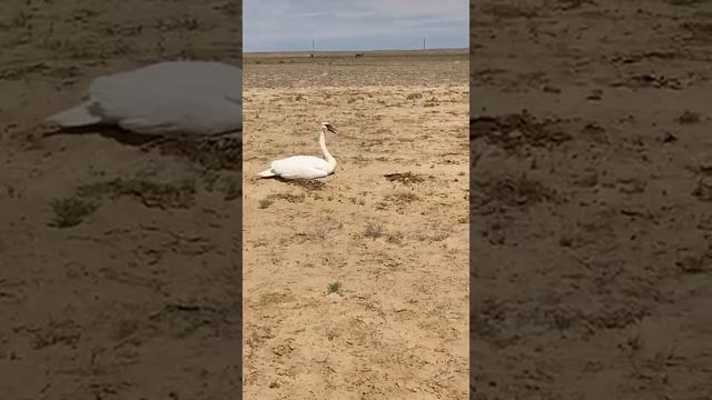 Одинокий лебедь в степи смотреть онлайн