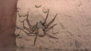 Sechsaugen Krabbenspinne (Sicarius Terrosus)