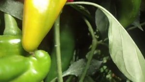 ЖЕЛТЫЙ СЛОН - ОЧЕНЬ УРОЖАЙНЫЙ СОРТ ПЕРЦА.  Видео Ольги Черновой