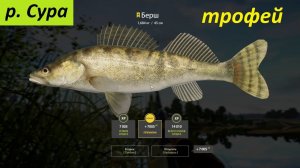 Русская рыбалка 4 / р. Сура / Берш (трофей) на живца