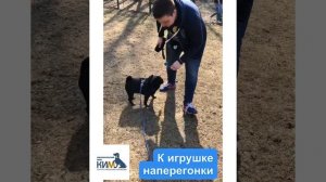 Развитие игровой мотивации у собаки