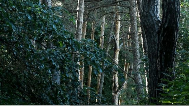 Test video Canon 600D + Zenitar 50mm f1.7 смотреть онлайн