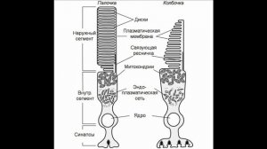 Орган Зрения - Строение, Оболочки: Наружная, Сосудистая, Внутренняя, Вспомогательные Органы Глаза