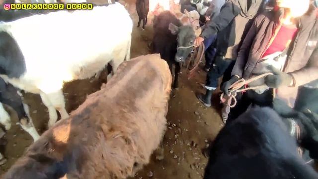 Гулакандоз Пайшанба Молбозори. Полный Обзор.02.11.2023.