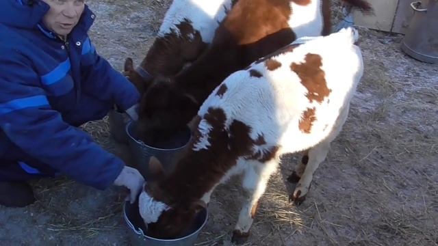 Телята на ЗЦМе откорм бычков перевод телят с молока на зцм смотреть онлайн