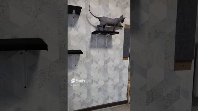 Комната котят #котята #канадсиесфинксы #cats