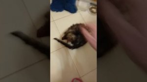 Отнимаются лапы у котенка