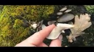 Сбор ВЕШЕНОК поздней осенью (НОЯБРЬ)