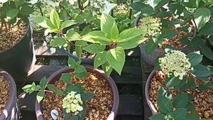 ПОЛИВ ПЕЛАРГОНИИ И ГОРТЕНЗИИ С ВЕРХУ ИЛИ В ПОДДОН