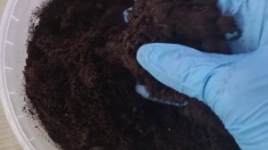 Огурец КРОШ | МОЙ ОПЫТ | ПОЛУЧИТСЯ ИЛИ НЕТ?!