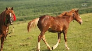 ПЕСНЯ ЦЫГАНКИ