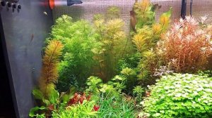 аквариум травник 24 02 2023 аквариумистика, травник   релакс