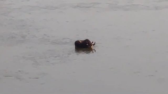 лось решил покупаться.